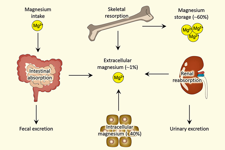 مکانیسم جذب منیزیم تورات در بدن